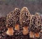 How To Clean Morel Mushrooms